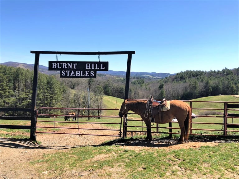 Horse standing at fence gate beneath Burnt Hill Stables wooden sign with mountains and pasture in background