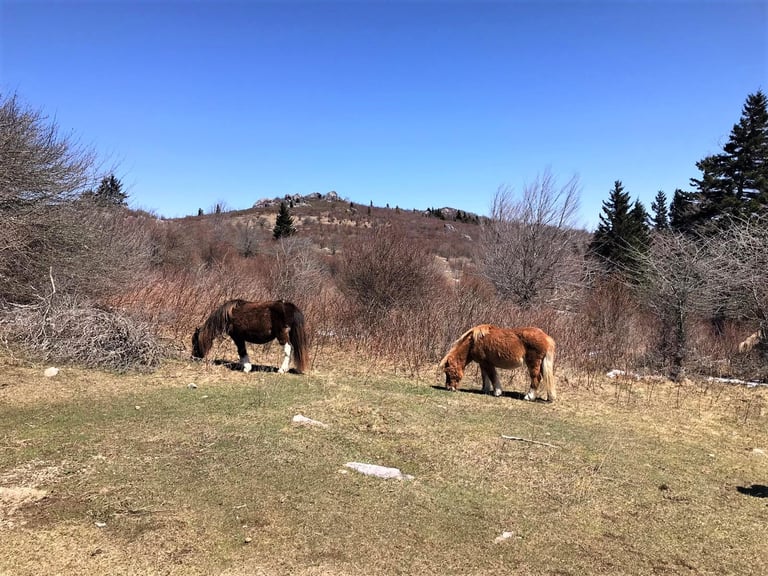 Two horses grazing in a pasture with bare trees and mountains in the background under a clear blue sky