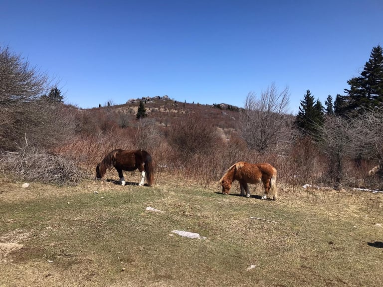 Two horses grazing in a grassy hillside pasture with bare trees and forested mountains in the background under clear blue sky